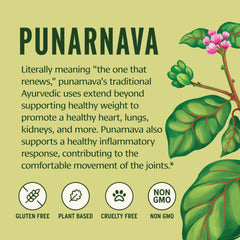 Banyan Botanicals Punarnava Powder in a bowl ready for daily rituals