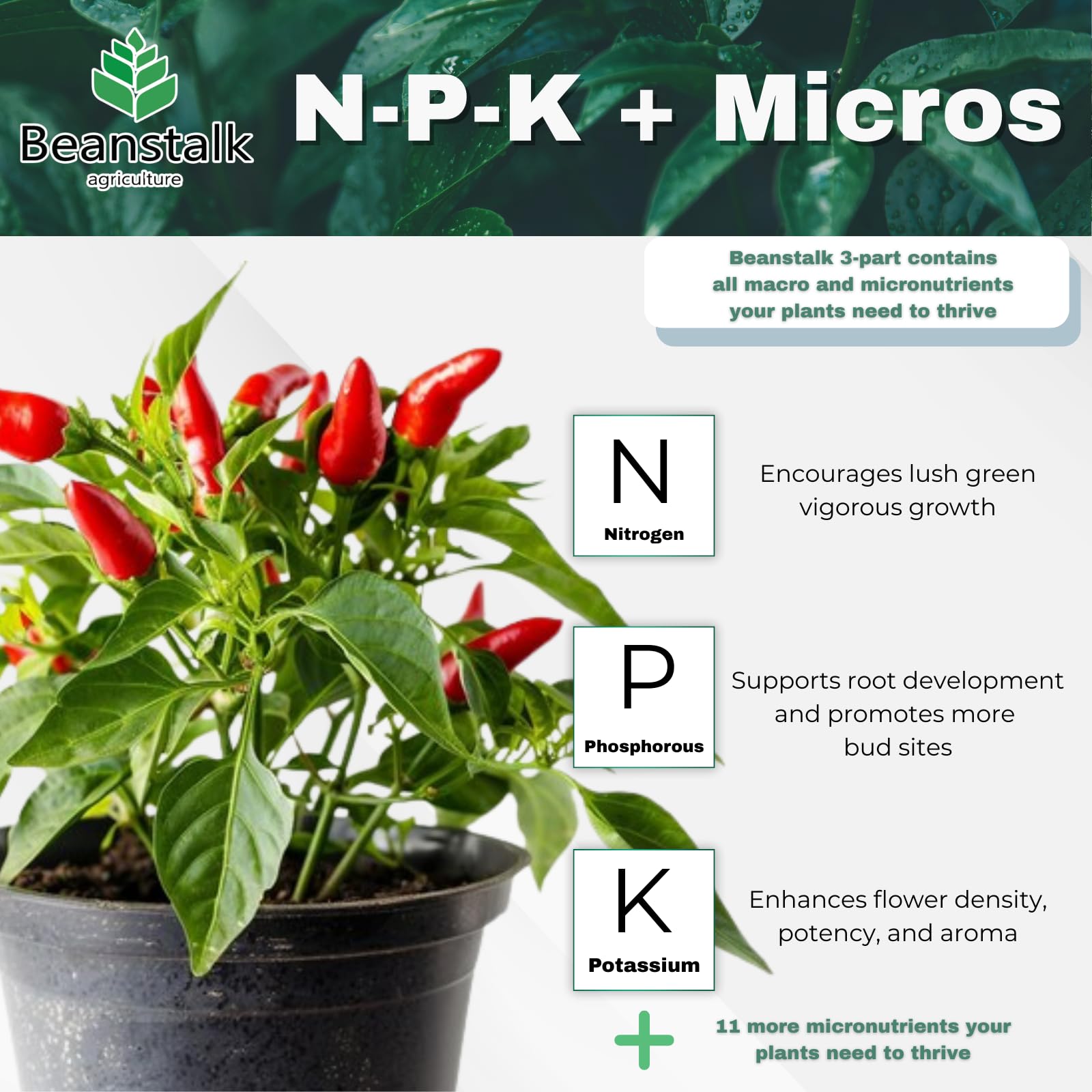 Beanstalk Fortify 100-day release for steady nutrient delivery