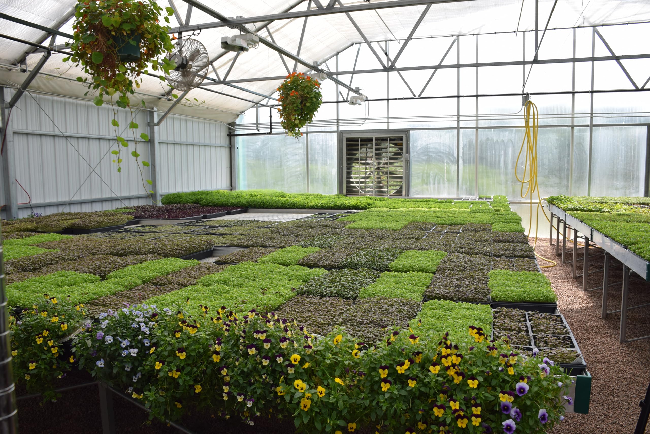 BeMicro microgreens on a plate, ready to elevate salads and eggs.