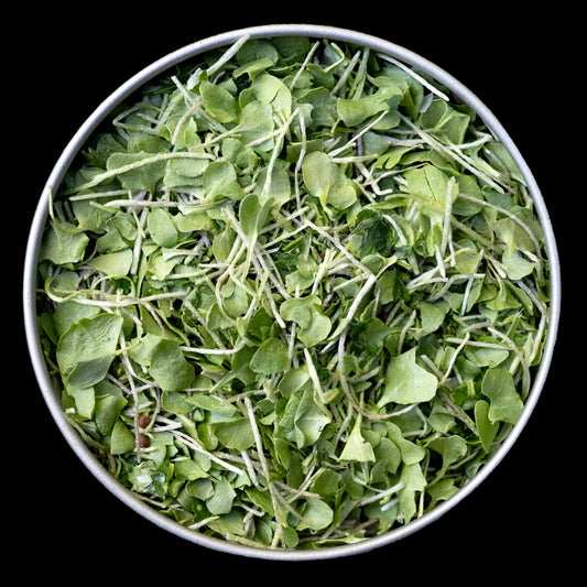 BeMicro whole food microgreens bottle close-up, ideal for smoothies and soups.