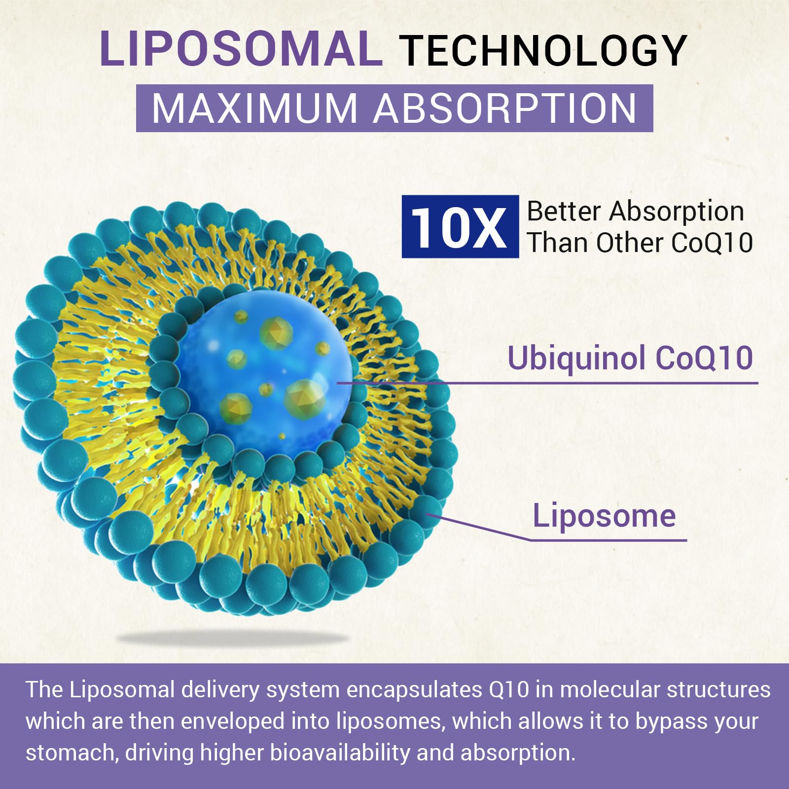 Besibest absorption graphic illustrates liposomal delivery boosting cellular uptake.