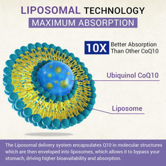 Besibest absorption graphic illustrates liposomal delivery boosting cellular uptake.