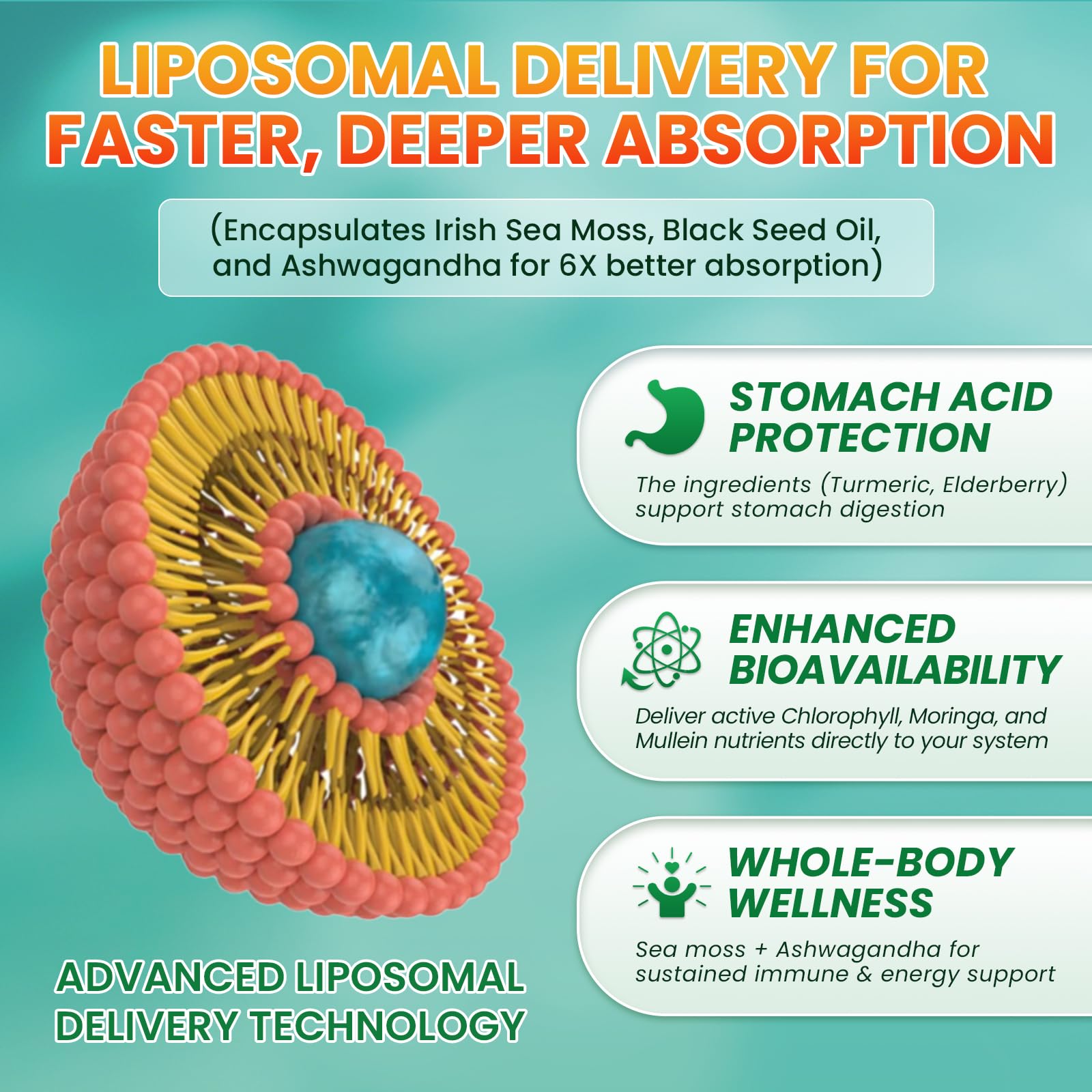 B BEWORTHS Sea Moss Drops dropper delivering precise daily dosage