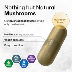Infographic highlights Lion’s Mane, Cordyceps, Reishi, and other mushrooms