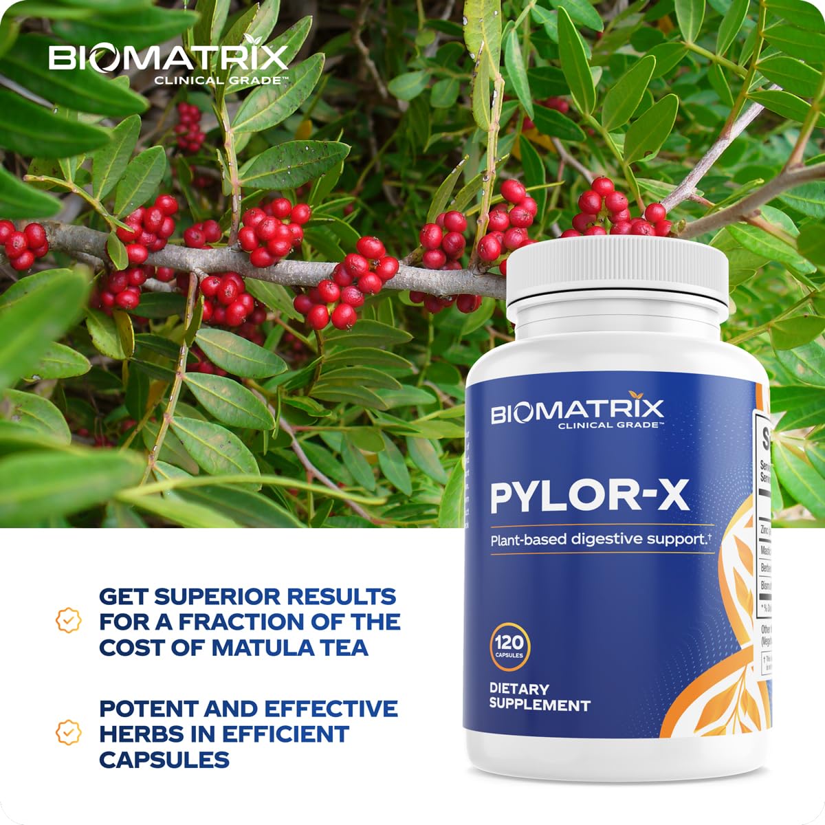 BioMatrix Pylor-X ingredients spotlight mastic gum and berberine