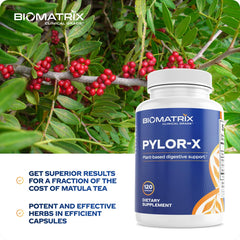 BioMatrix Pylor-X ingredients spotlight mastic gum and berberine
