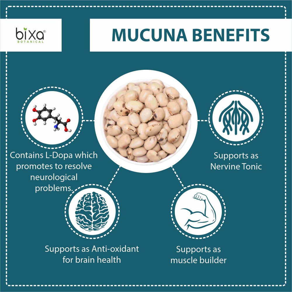 Close-up of the measured scoop with Mucuna powder, suggesting easy daily servings.