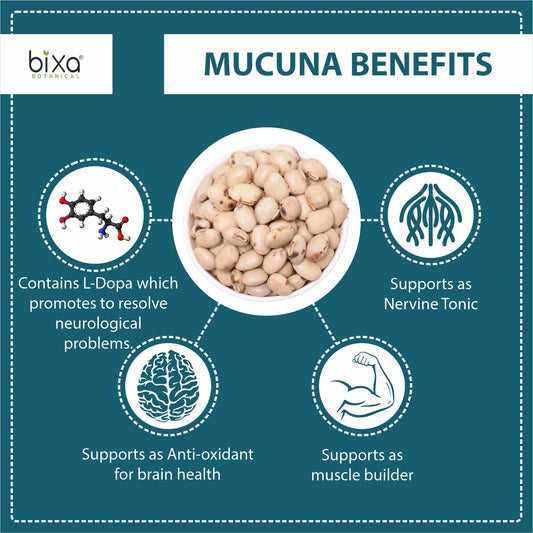 Close-up of the measured scoop with Mucuna powder, suggesting easy daily servings.