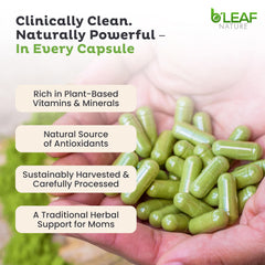 B’LEAF NATURE Moringa capsules close-up showing plant-based formula.