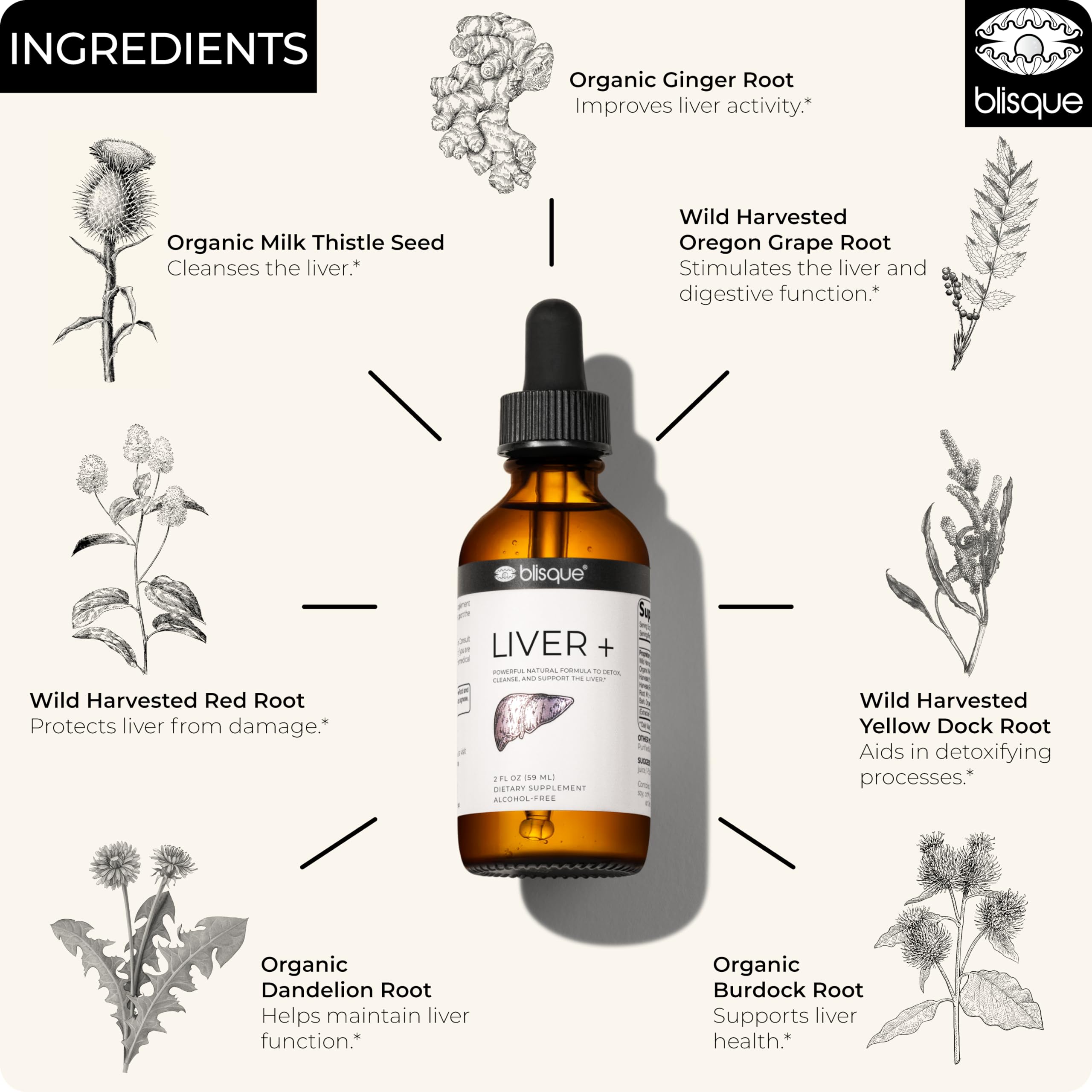 Blisque LIVER+ liquid extract visualization, fast-absorbing herbal liver support.