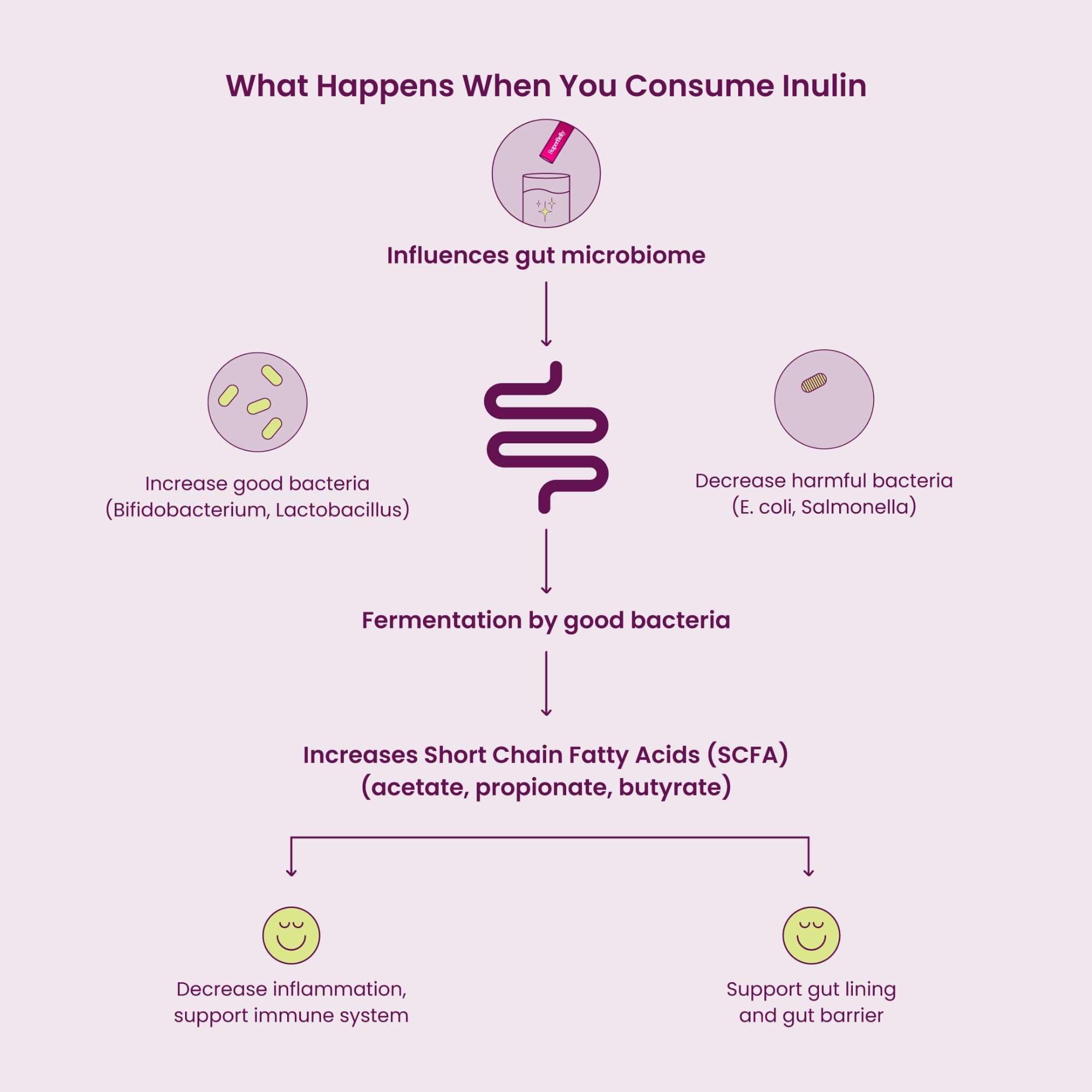 Blume SuperBelly made in Canada, quality ingredients for gut health