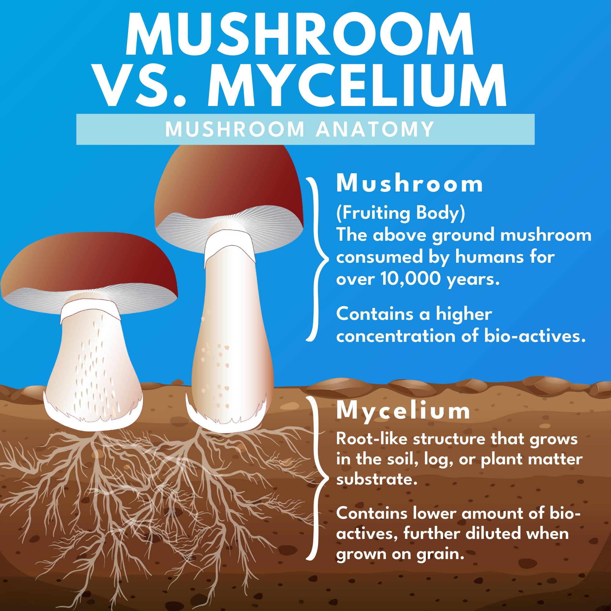 Bold Botanica Mushroom Supreme 7 eco-friendly packaging supports sustainability