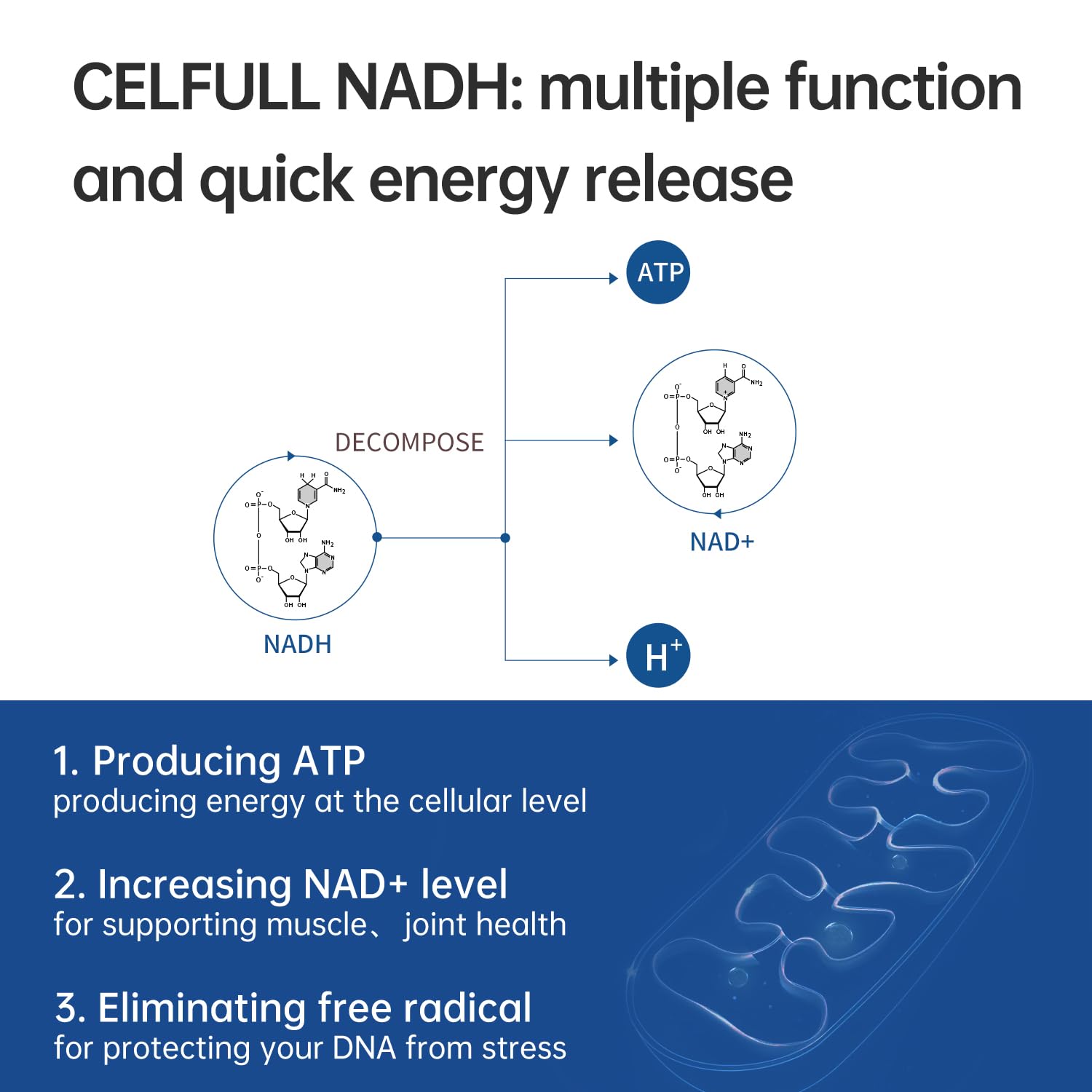 CELFULL NADH bottle back label details ingredients and stable coating technology for absorption