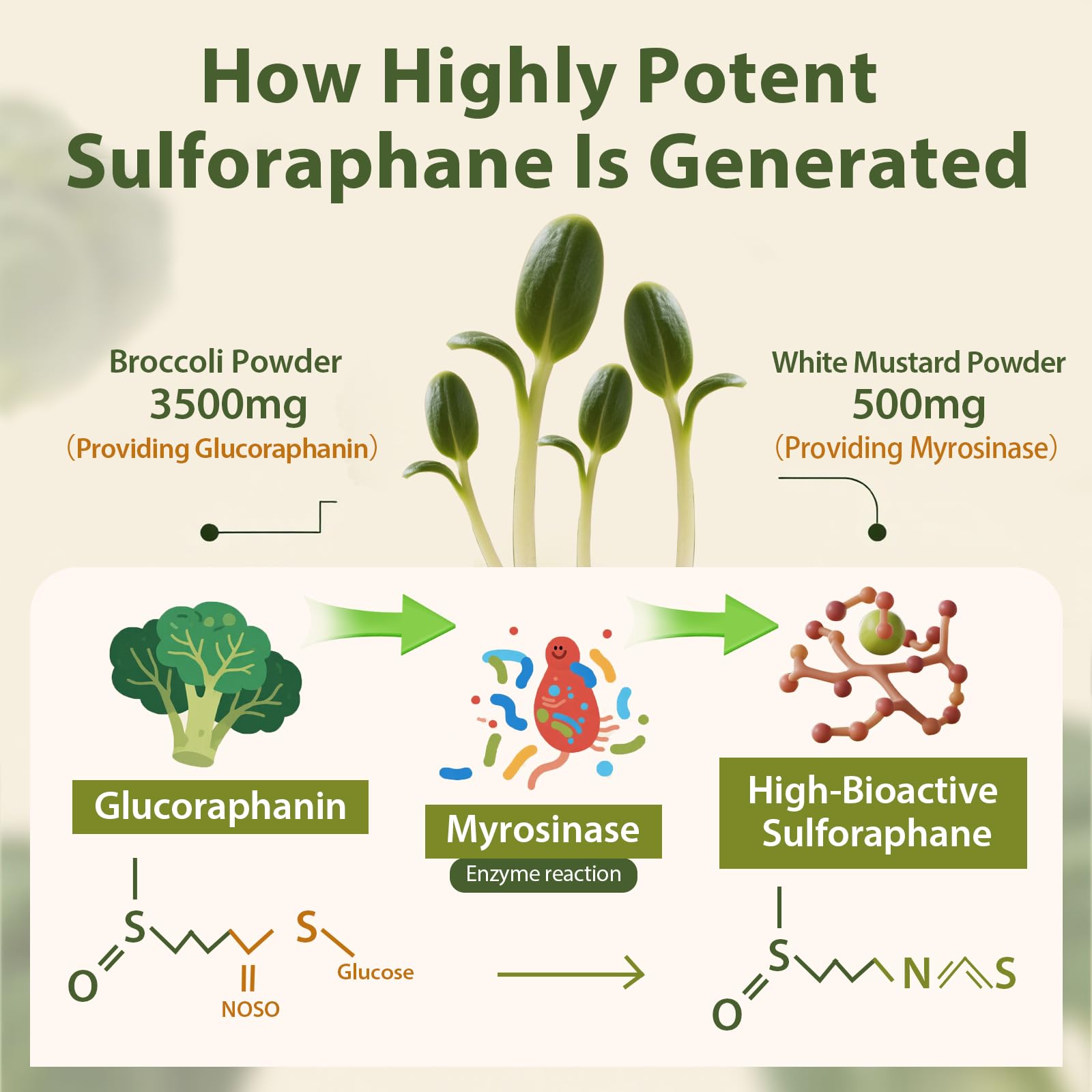 Cenffitio sulforaphane glucoraphanin-rich powder showing potency