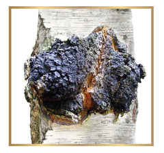 Inspect the color and texture of ChagaTeaShop chunks before grinding.