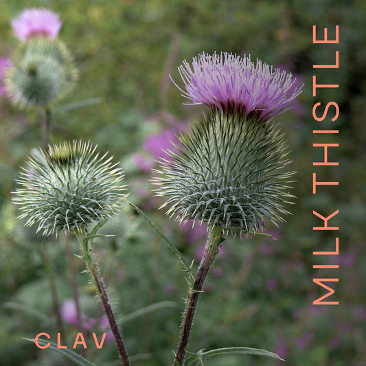 Close-up of CLAV milk thistle capsules highlighting silymarin-rich extract