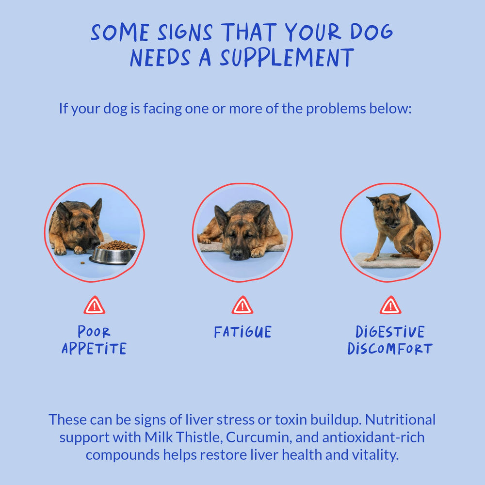 Coco and Luna Dog Kidney Support ingredients scene featuring choline and L-arginine.