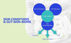 Codex Beauty GutBuilder digestive health graphic conveys microbiome balance ideas.