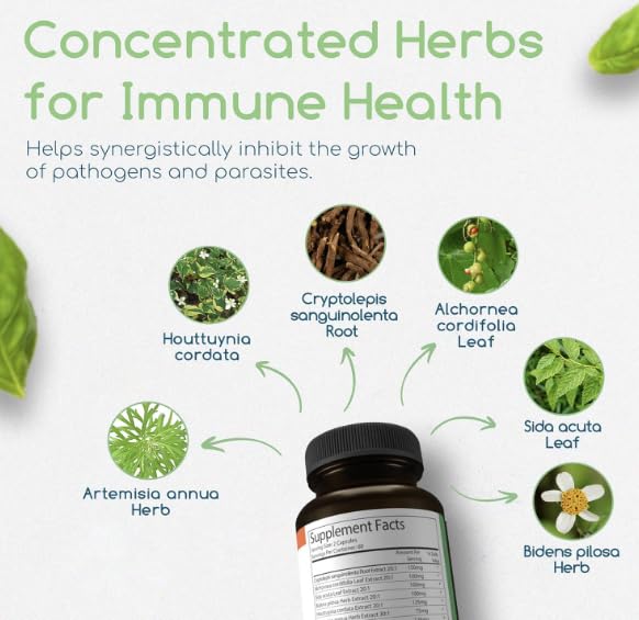 Cryptolepis sanguinolenta leaf signals natural immunity ingredient