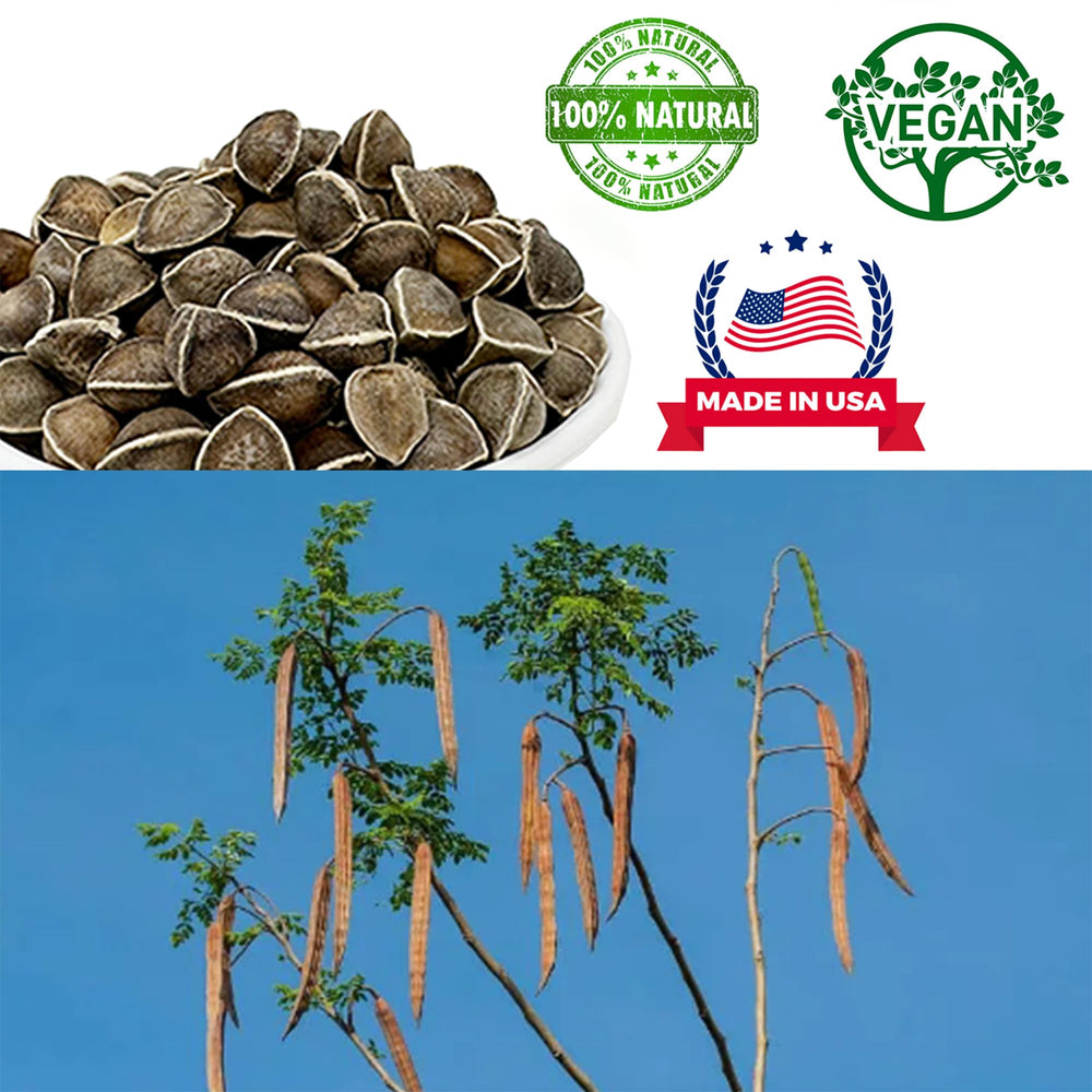 DABC OAK LAND 1 lb bag, convenient bulk seeds for everyday use.