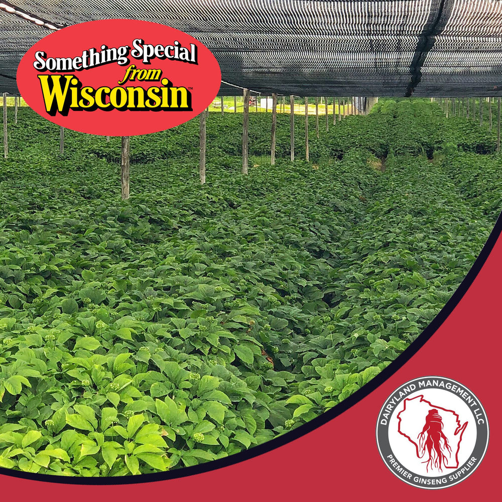 Dairyland American Ginseng capsules in glass with label for easy dosing.