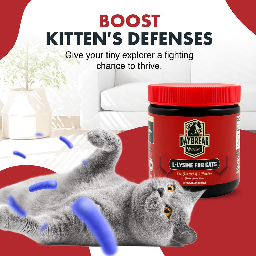 Daybreak Nutrition lysine powder prebiotic blend supports gut-friendly nutrition for cats.