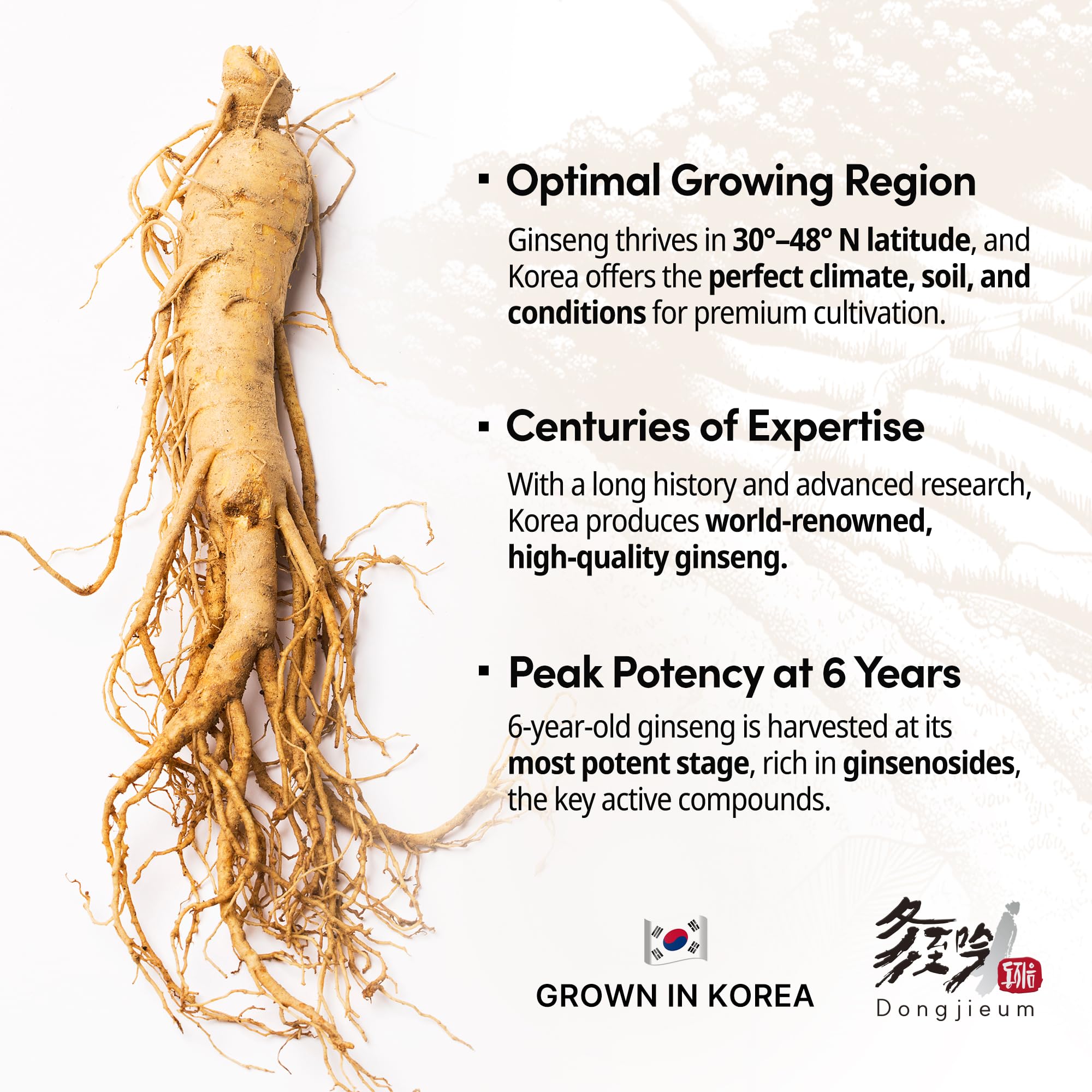 Dongjieum pure Korean root powder emphasizes premium sourcing for daily resilience.