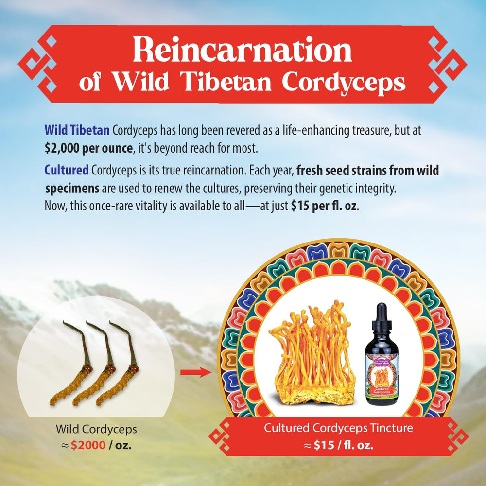 Dragon Herbs Cultured Cordyceps Drops pour into a cup showing quick integration into drinks