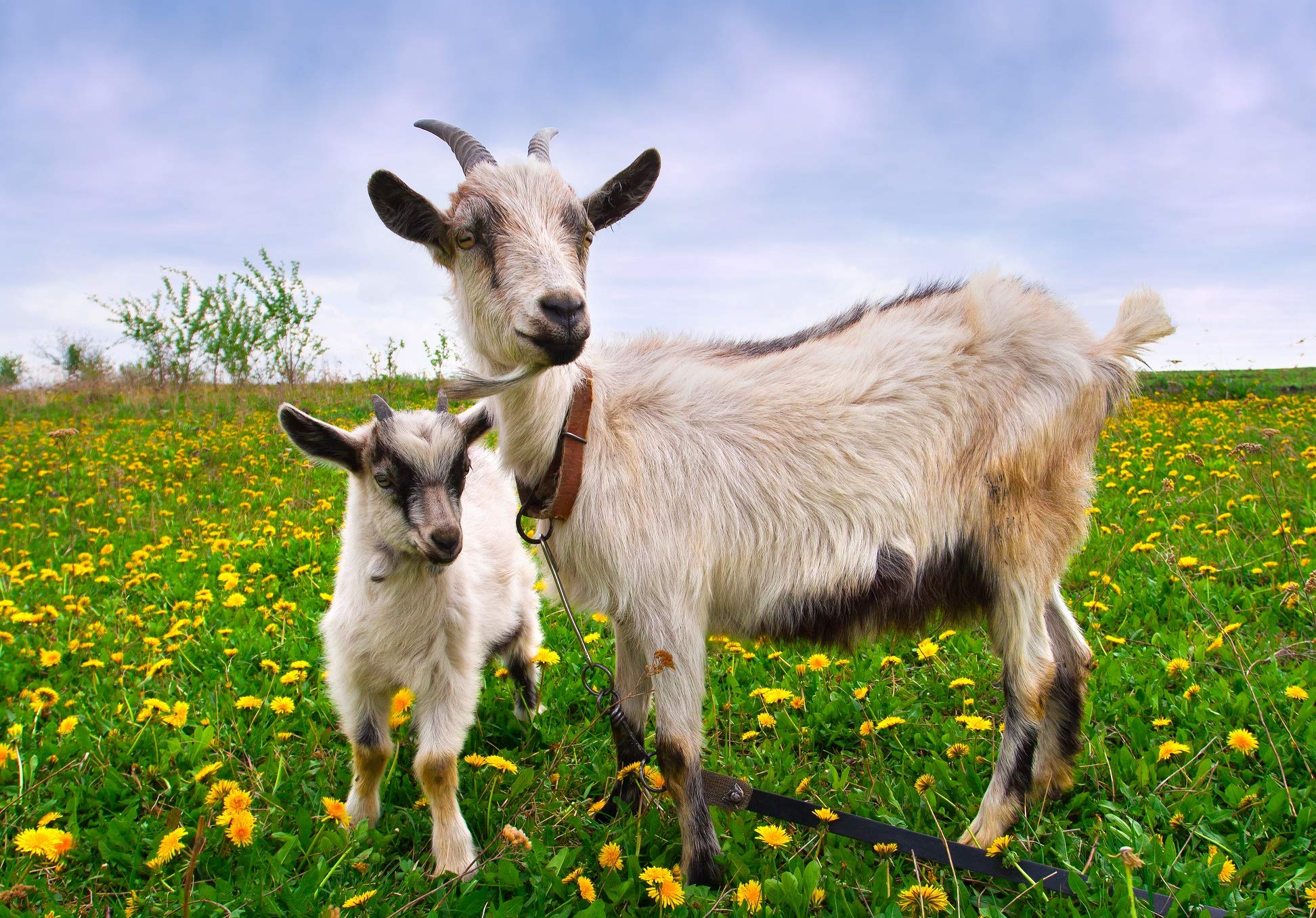 Dragon Herbs Goat Placenta ingredients display bamboo and rice powders for a clean formulation