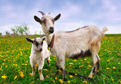 Dragon Herbs Goat Placenta ingredients display bamboo and rice powders for a clean formulation