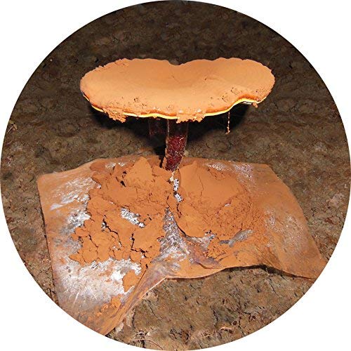 Dragon Herbs Reishi Spore Oil benefits graphic suggests lifestyle support.