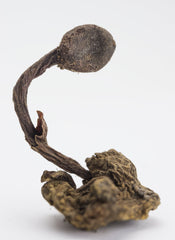Dragon Herbs Return to Youth label close-up highlighting dosage and ingredients.