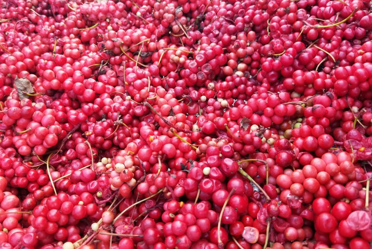 Dragon Herbs schizandra berries origin Changbai Mountain image shows authentic sourcing.