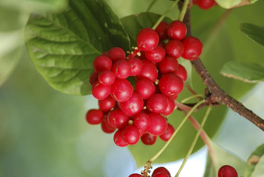 Dragon Herbs Schizandra capsules closeup highlights convenient daily supplementation.