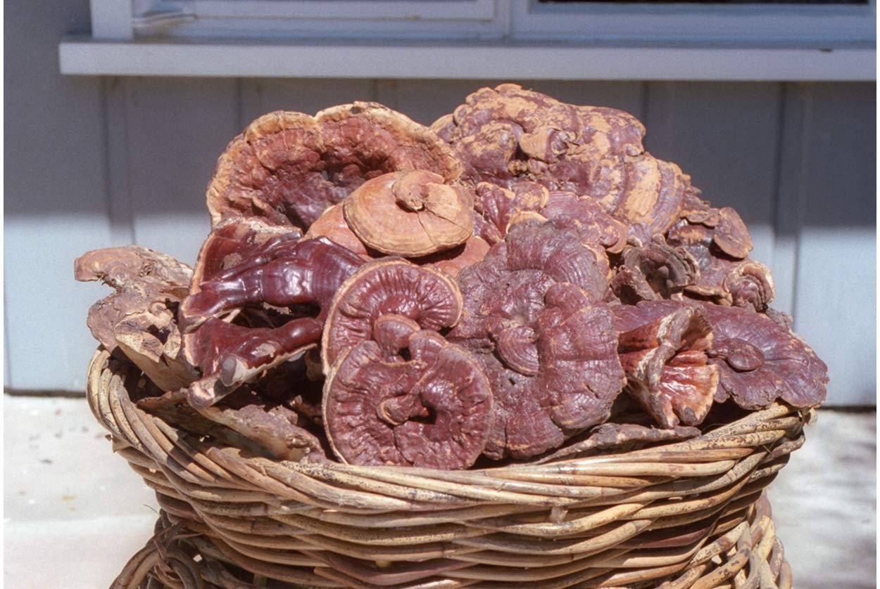 Dragon Herbs Wild Red Reishi Drops harvest scene emphasizes natural mountain sourcing.