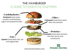Dynamic Enzymes Gluten Plus ingredients illustration highlighting gluten and casein digestion support.