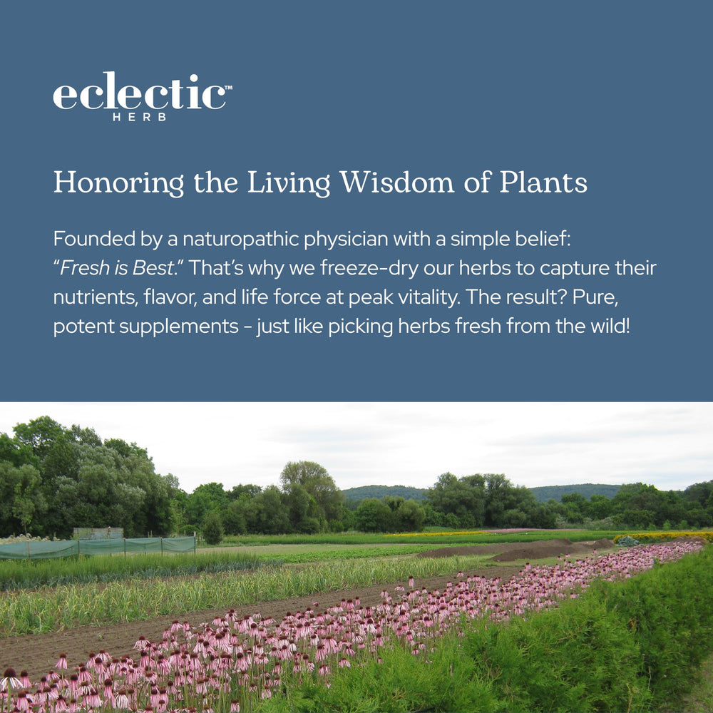 ECLECTIC INSTITUTE Bilberry capsules beside fresh berries imply natural sourcing