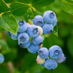 ECLECTIC INSTITUTE Freeze-dried bilberries in bottle illustrate potent daily supplement