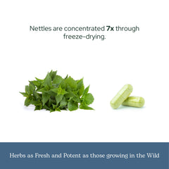 Front view of Eclectic Herb bottle shows non-GMO and allergen-free features.