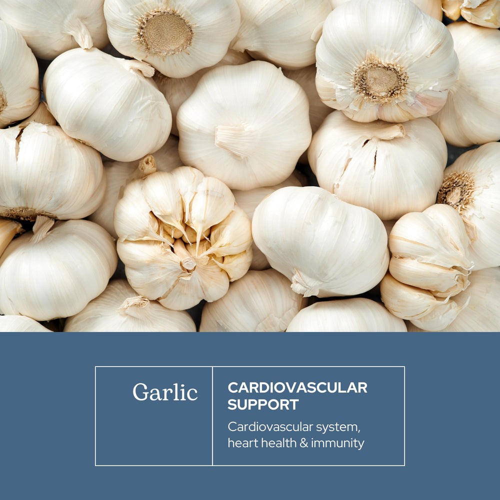 ECLECTIC INSTITUTE freeze-dried garlic close-up showing peak potency.
