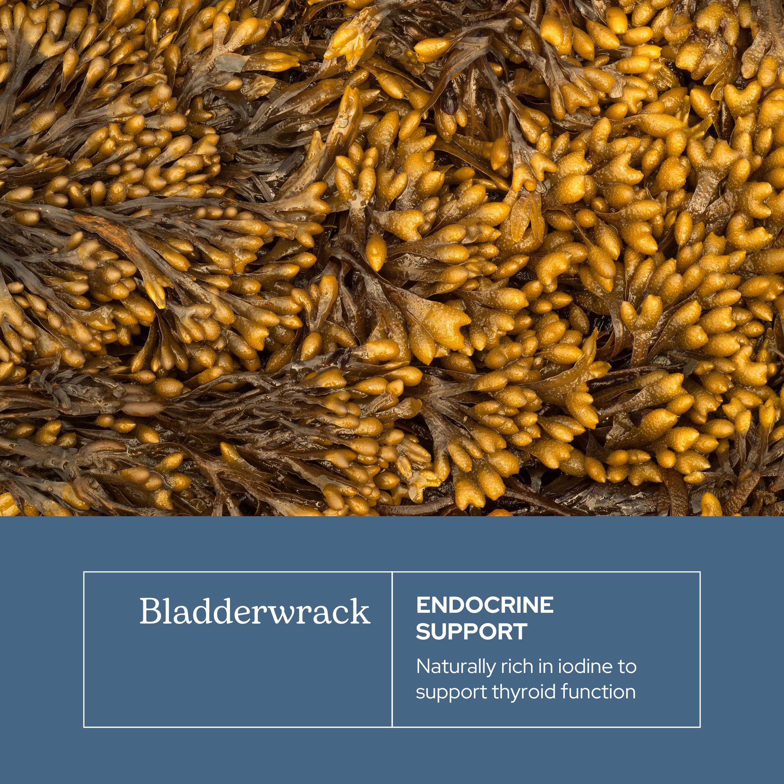 Eclectic Institute freeze-dried seaweed plant preserves nutrients and purity.