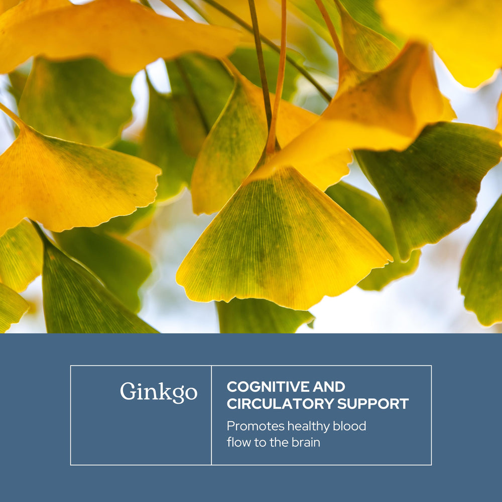 Eclectic Institute Ginkgo Biloba leaves freeze dried close up showing potency
