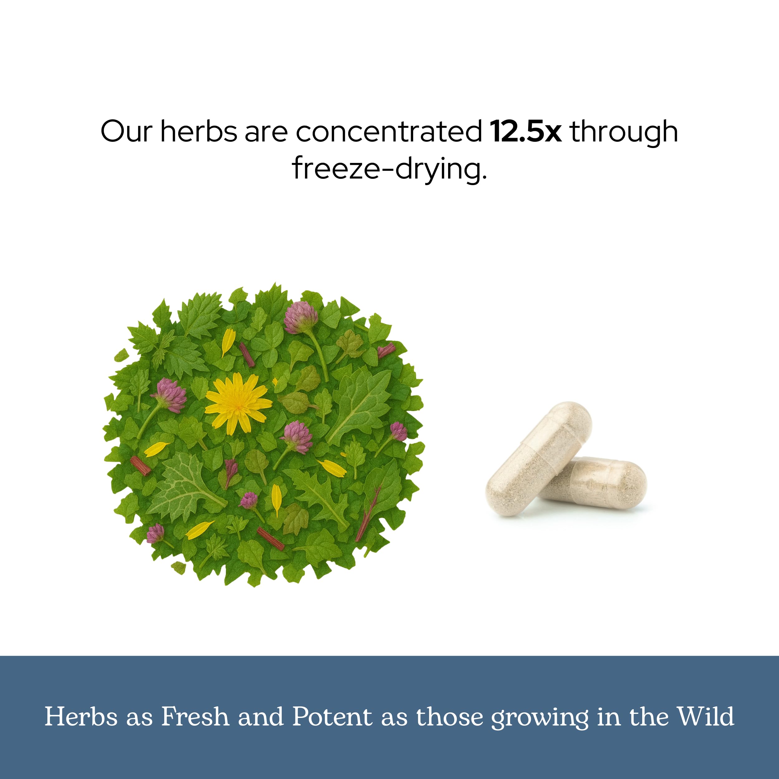 Eclectic Institute Herbal powder close-up reveals freeze-dried concentration.