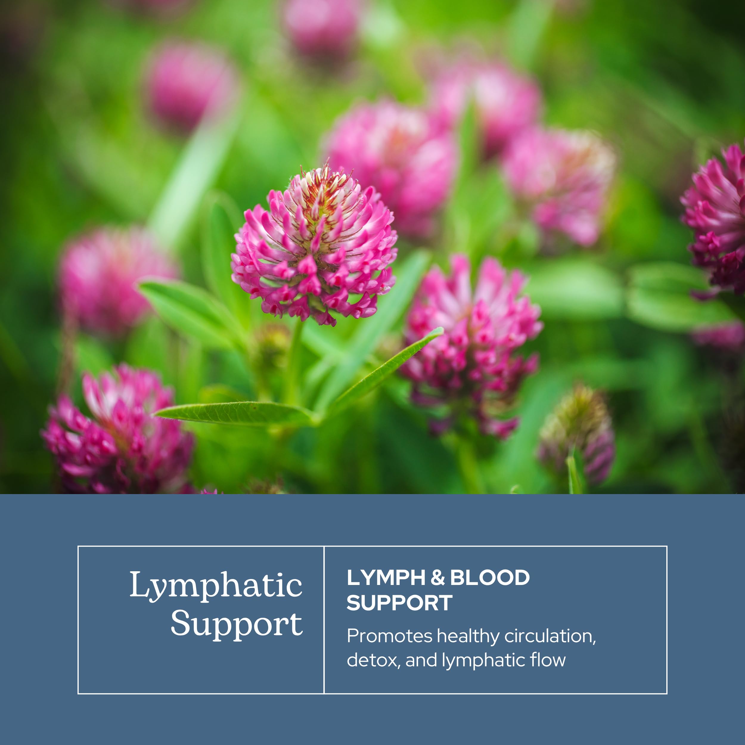 Eclectic Institute Lymph & Blood Cleanse packaging emphasizes concentrated formula.