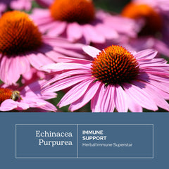 ECLECTIC INSTITUTE Organic Oregon-grown echinacea plant closeup emphasizing origin