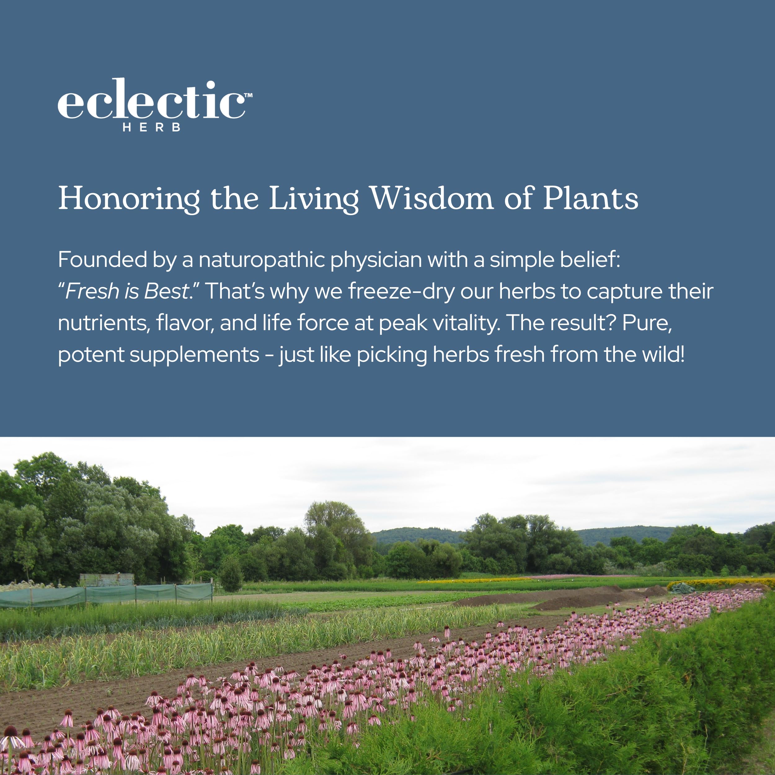 ECLECTIC INSTITUTE quality assurance process seal on product.
