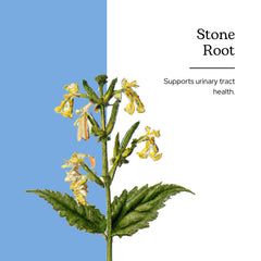 Stone Root drops dispensed into water for easy daily dosing by Eclectic Institute.