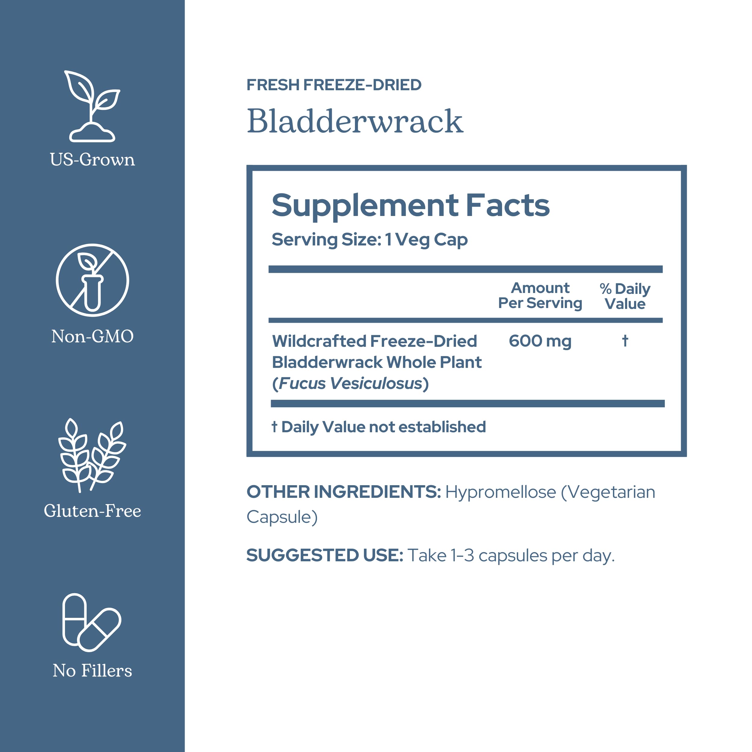 Eclectic Institute wildcrafted bladderwrack plant shows fresh harvest for high-potency nutrition.