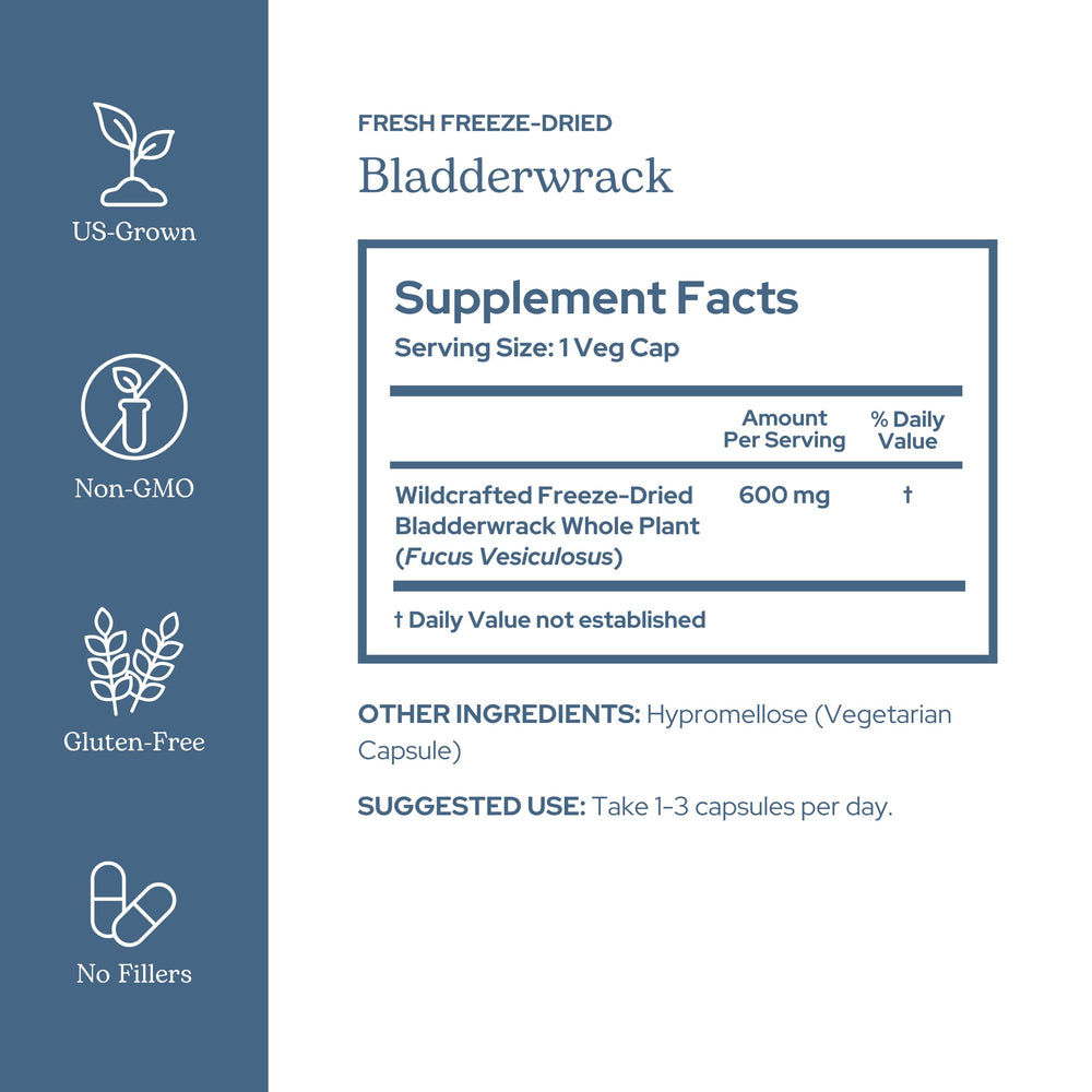 Eclectic Institute wildcrafted bladderwrack plant shows fresh harvest for high-potency nutrition.