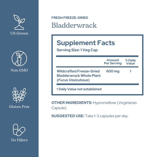 Eclectic Institute wildcrafted bladderwrack plant shows fresh harvest for high-potency nutrition.